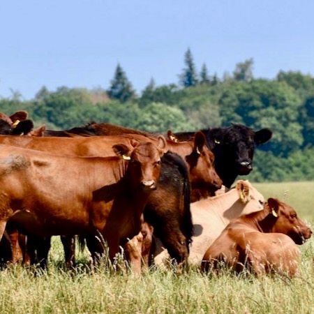 Fleisch von Rindern aus artgerechter Weidehaltung passt hervorragend in das Nutrivore Ernährungskonzept.