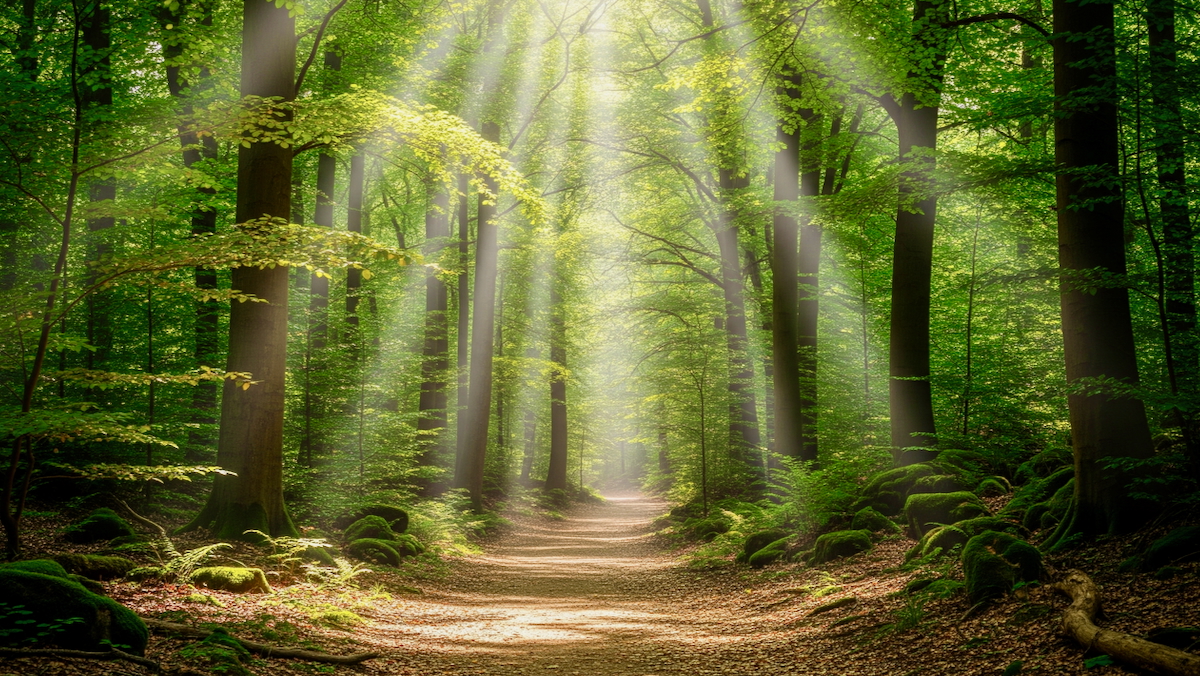 Sonnenlicht fällt durch ein lichter werdendes Blätterdach auf einen Waldweg, der in die Weite führt – Symbol für Hoffnung, Orientierung und innere Stärke