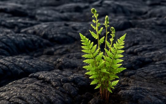 Resilienz – Mentale Balance für ein gesundes, langes Leben