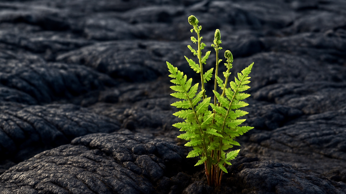 Farn wächst auf Lavafeld und streckt sich dem Licht entgegen – Symbol für Resilienz und innere Stärke.