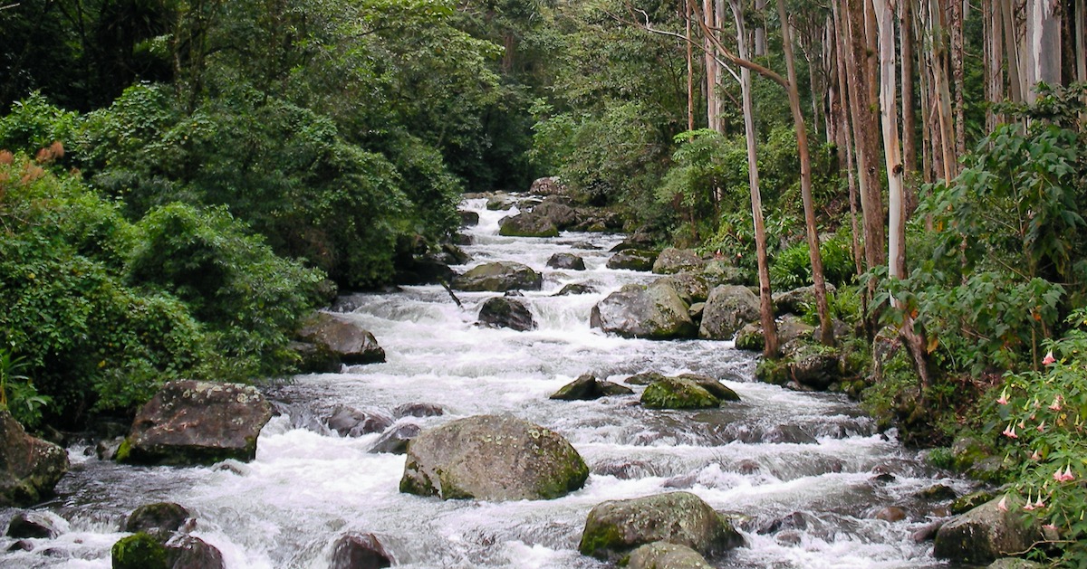 Starker Gebirgsfluss, der zwischen Felsen und Wald fließt. Symbol für die dynamische Balance und Selbstkontrolle der Immunresilienz.