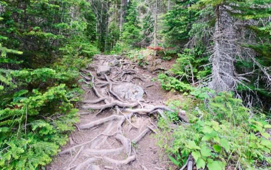 Kleine Gewohnheiten für ein langes gesundes Leben