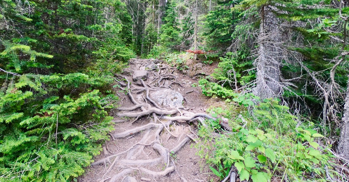Ein naturbelassener Waldpfad mit sichtbaren Wurzeln – Symbol für kleine Schritte und neue Gewohnheiten auf dem Weg zu mehr Gesundheit und Longevity.